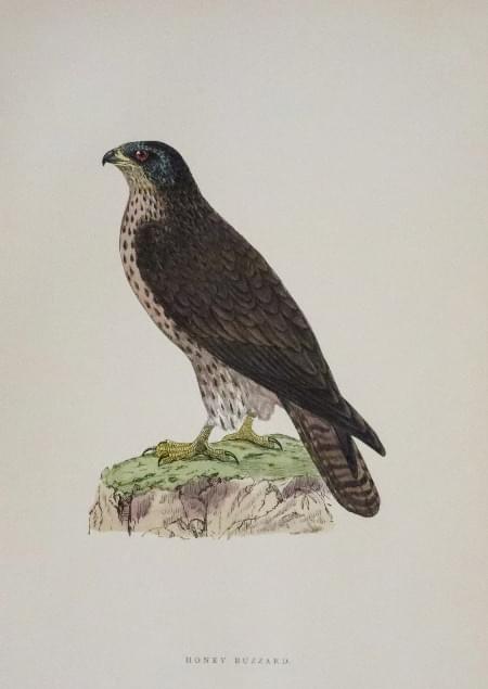 Honey Buzzard, Rev. F. O. Morris