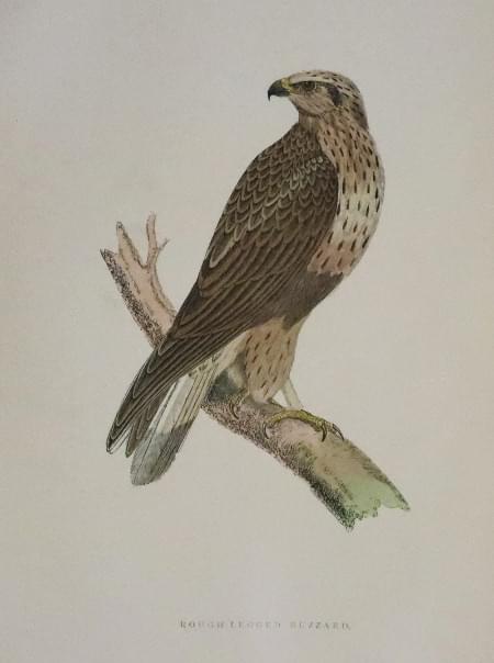 Rough-Legged Buzzard, Rev. F. O. Morris