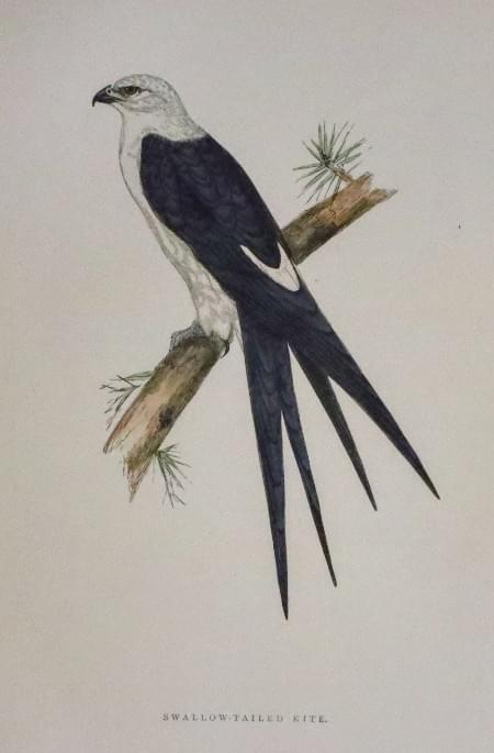 Swallow-Tailed Kite, Rev. F. O. Morris