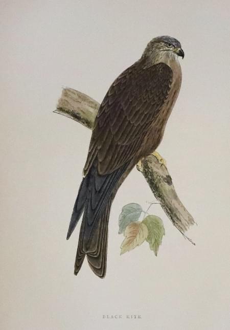 Black Kite, Rev. F. O. Morris