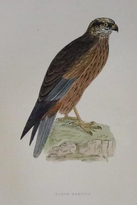 Hen Harrier Rev. F O Morris