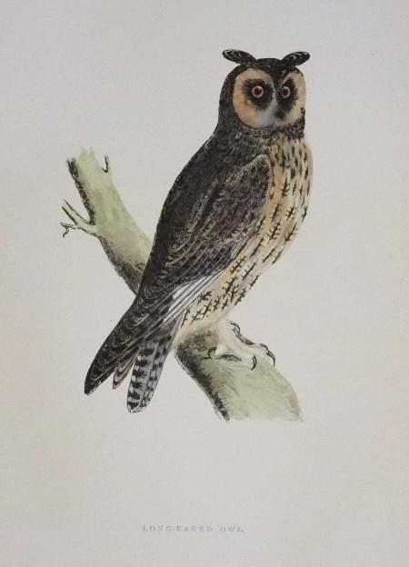 Short-Eared Owl ,Rev. F O Morris