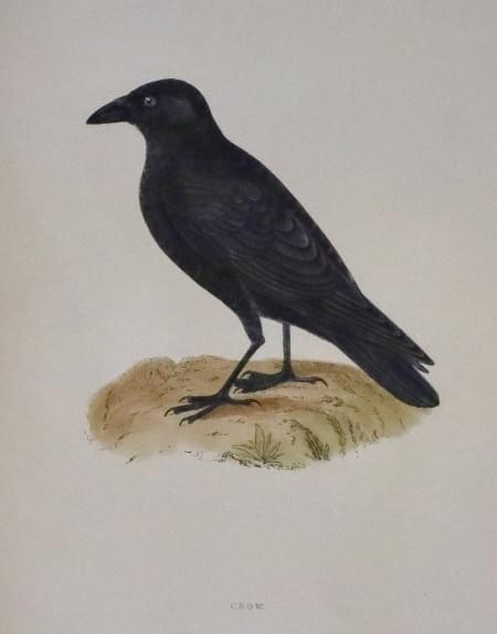 Crow, Rev. F. O. Morris 1895