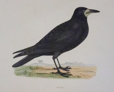 Crow, Rev. F. O. Morris 1895