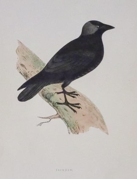 Jackdaw, Rev. F O Morris