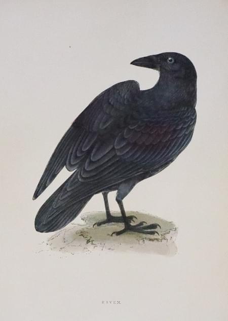 Raven, Rev. F. O. Morris 1895