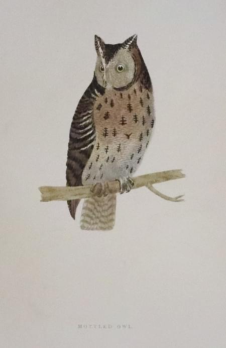 Mottled Owl, Rev. F O Morris