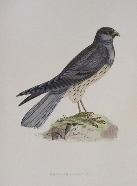 Montagu's Harrier, Rev. F O Morris